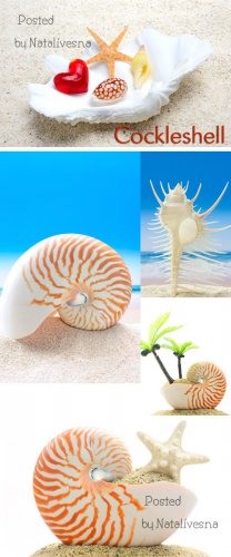   / Striped cockleshells - Stock photo