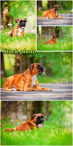      / Pedigreed dog on nature - Raster clipart