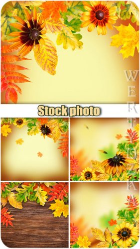   / Autumn backgrounds, flowers and yellow autumn leaves - Raster clipart