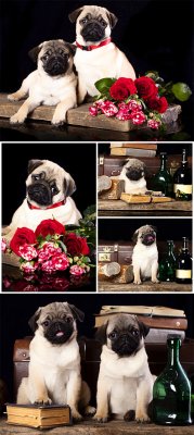    / Purebred pug puppies - Stock photo